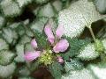 Pink Charlie Spotted Nettle / Lamium maculatum 